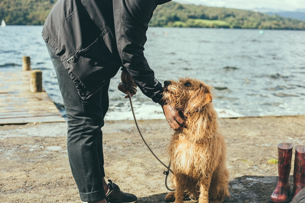 How To Greet A Dog: 5 Dos and Don’ts