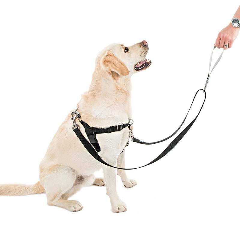 why do dogs grab the leash
