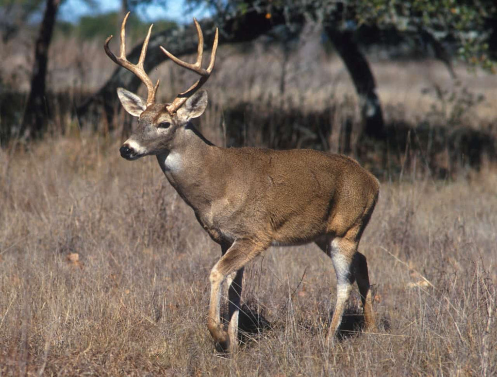 white tail deer hunting