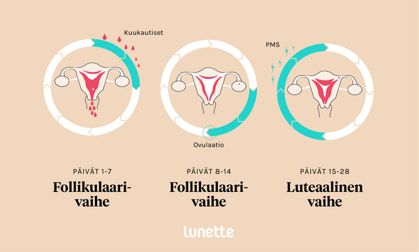 Kuukautiskierroon eri vaiheet