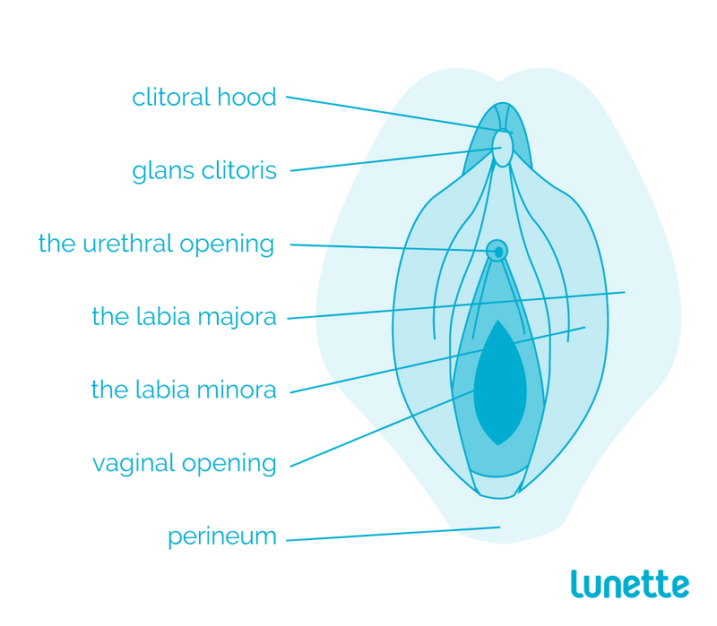 Female Anatomy - Reproductive System and Vagina Diagram – Lunette UK