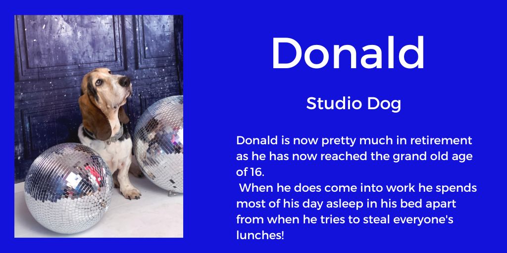 Donald Studio Dog Unseen Icons
