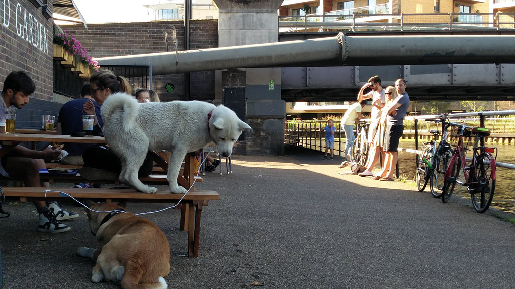 Epping Forest dogs at princess of wales pub