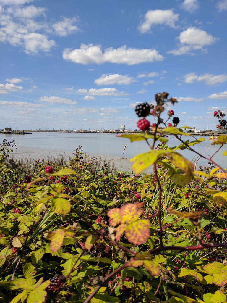 Woolwich to Erith blackberries