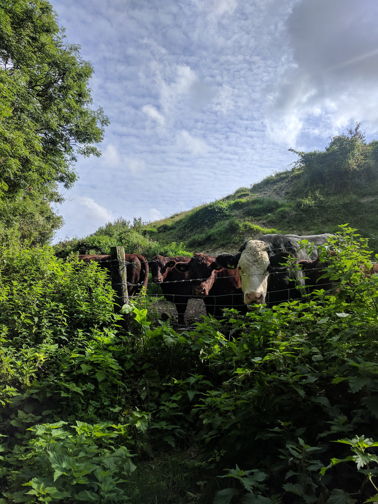 The South Downs Way cows in the field