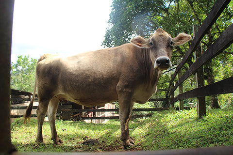 Cow on coffee farm