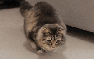 wiggly cat