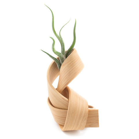 Bent wood vase