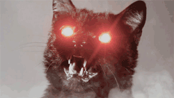 cat with red glowing eyes
