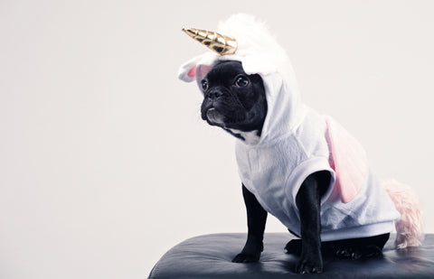 Dog in unicorn costume/ Photo: Mark Glancy via Pexels