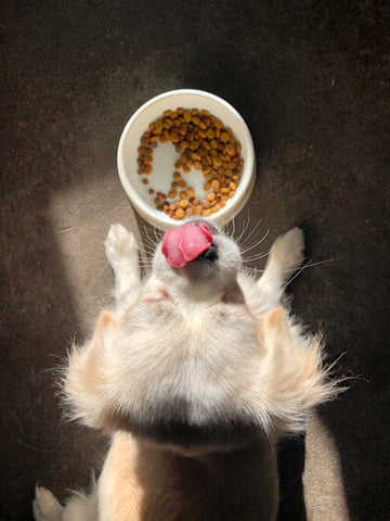 Dog lick lips while eating