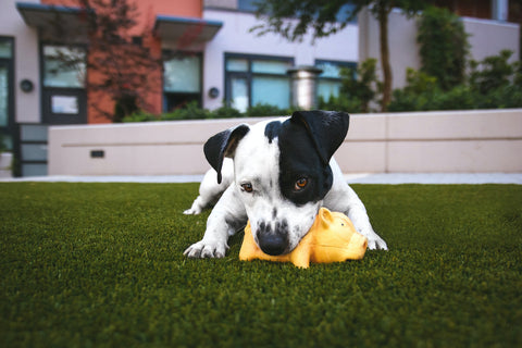 Dog chewing on a toy