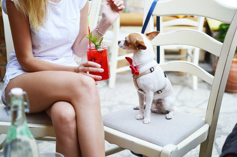 Dog and woman at restaurant