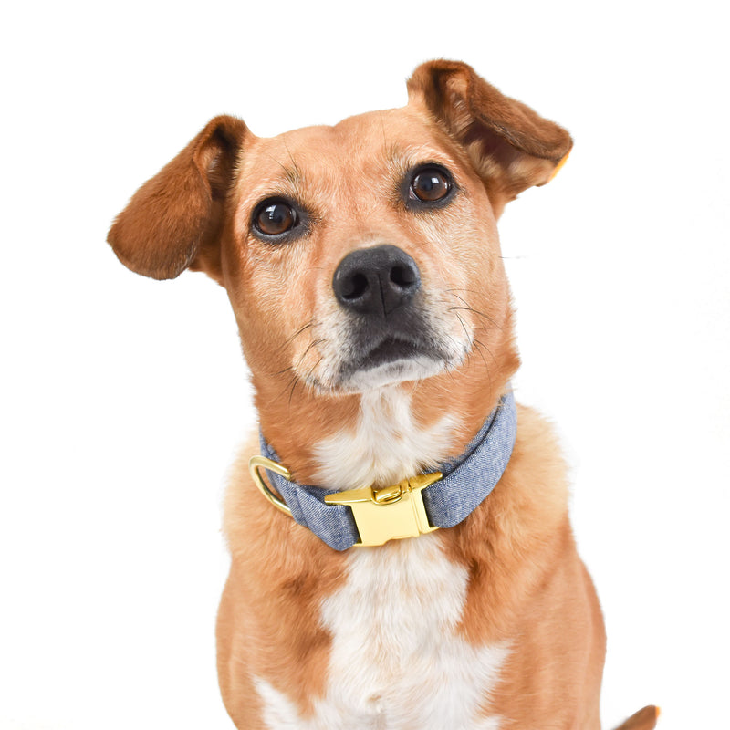 oakley dog collar