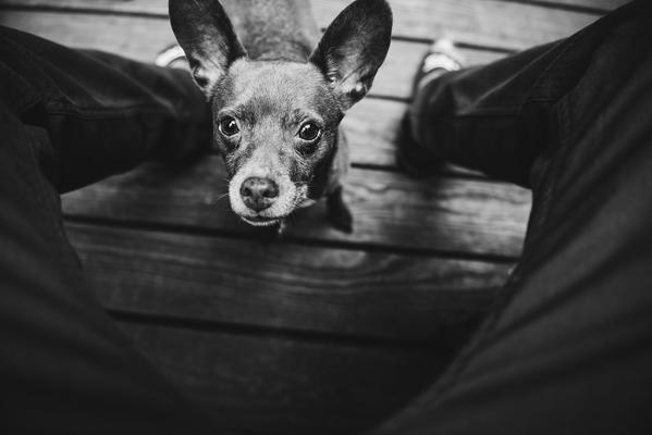 professional pet photography tips