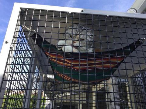 Catio with hammock