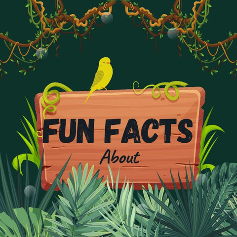 Fun Facts about Forests