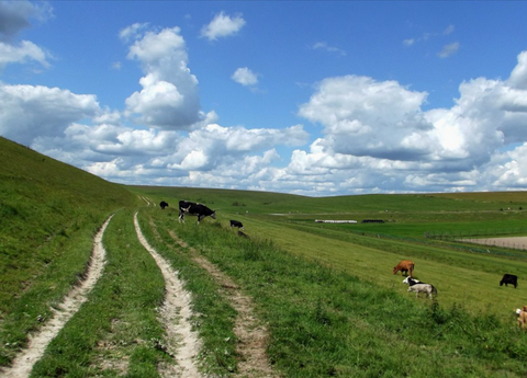 salisbury plains