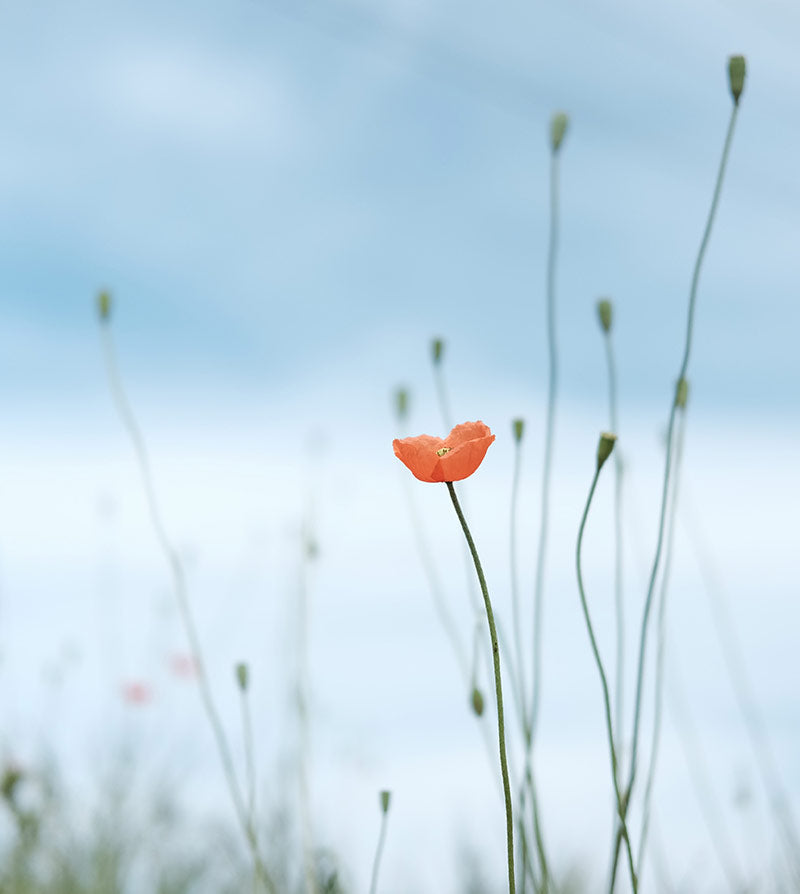 red flower in field