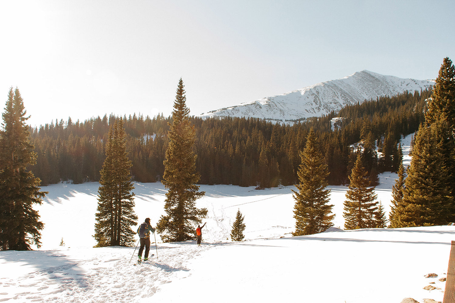 skiing through trees