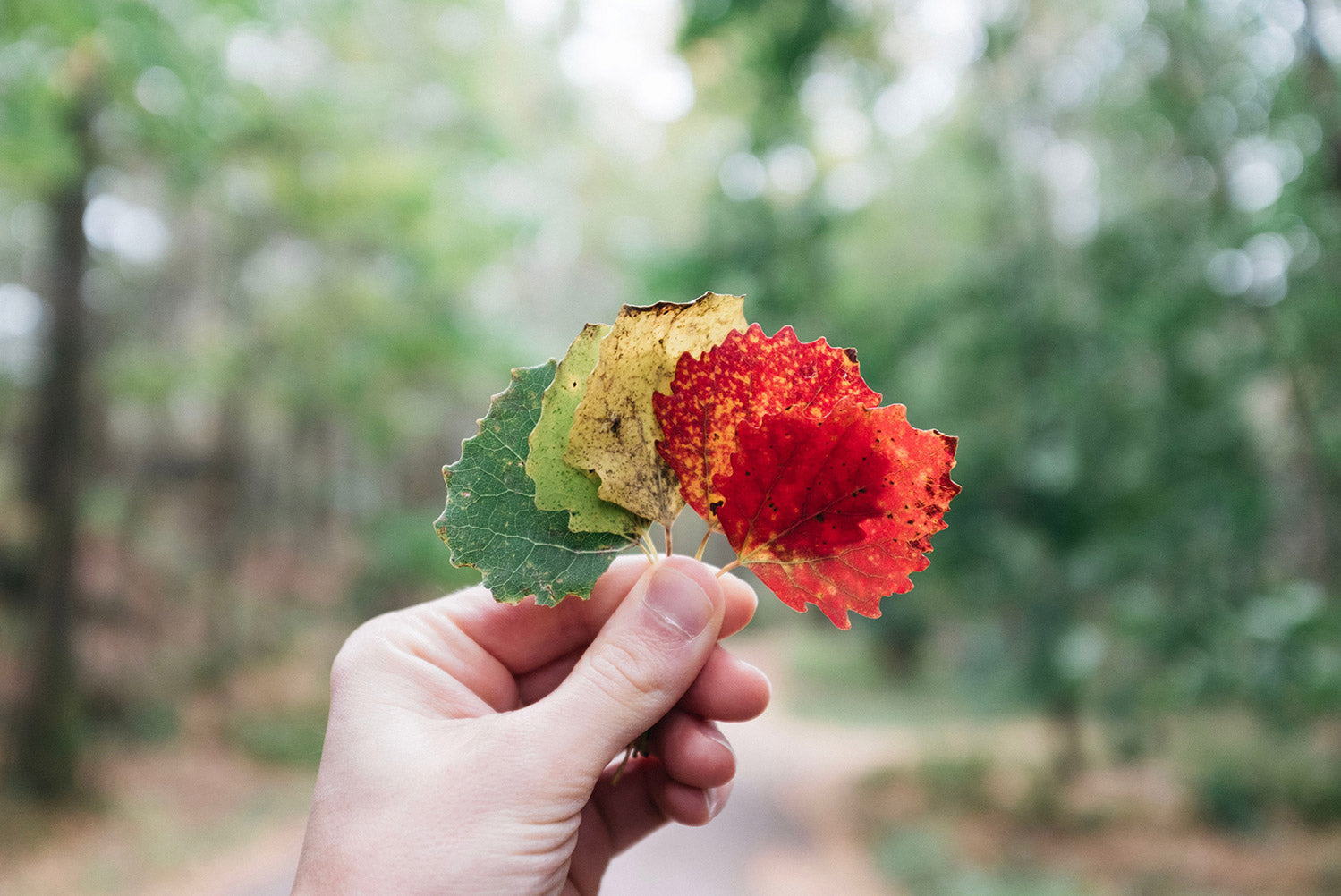 hand full of changing leaves