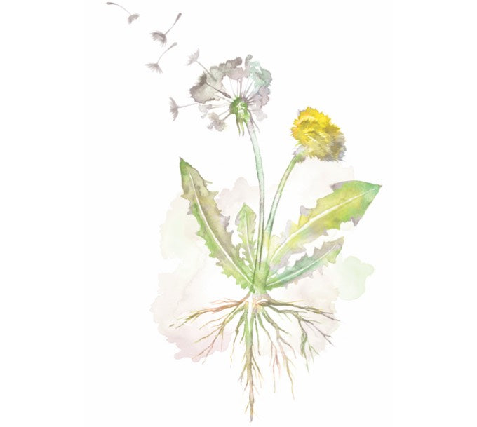 water-color dandelion