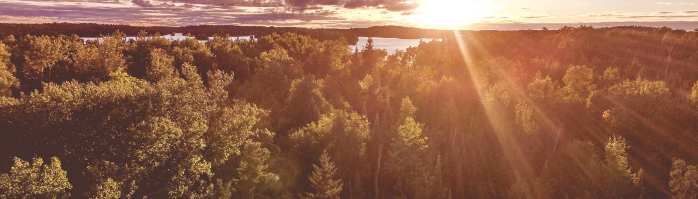 ariel view of trees as the sun sets