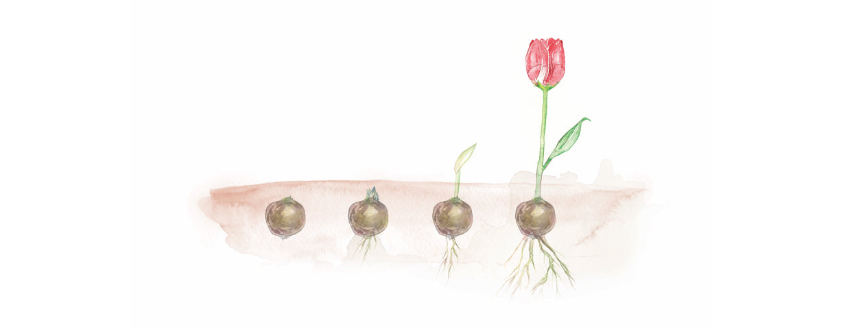 tulipbulb progression