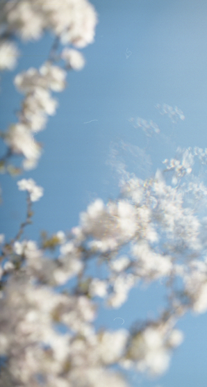 tree and sky