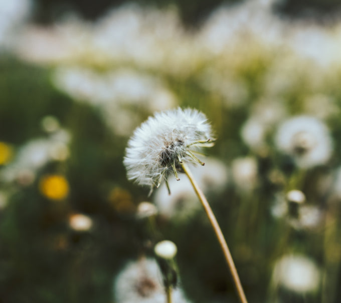 dandelion