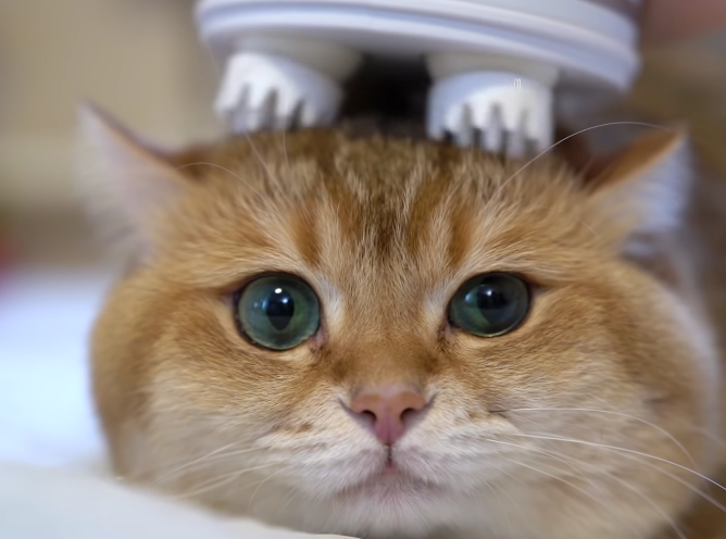 Electric Cat Massager