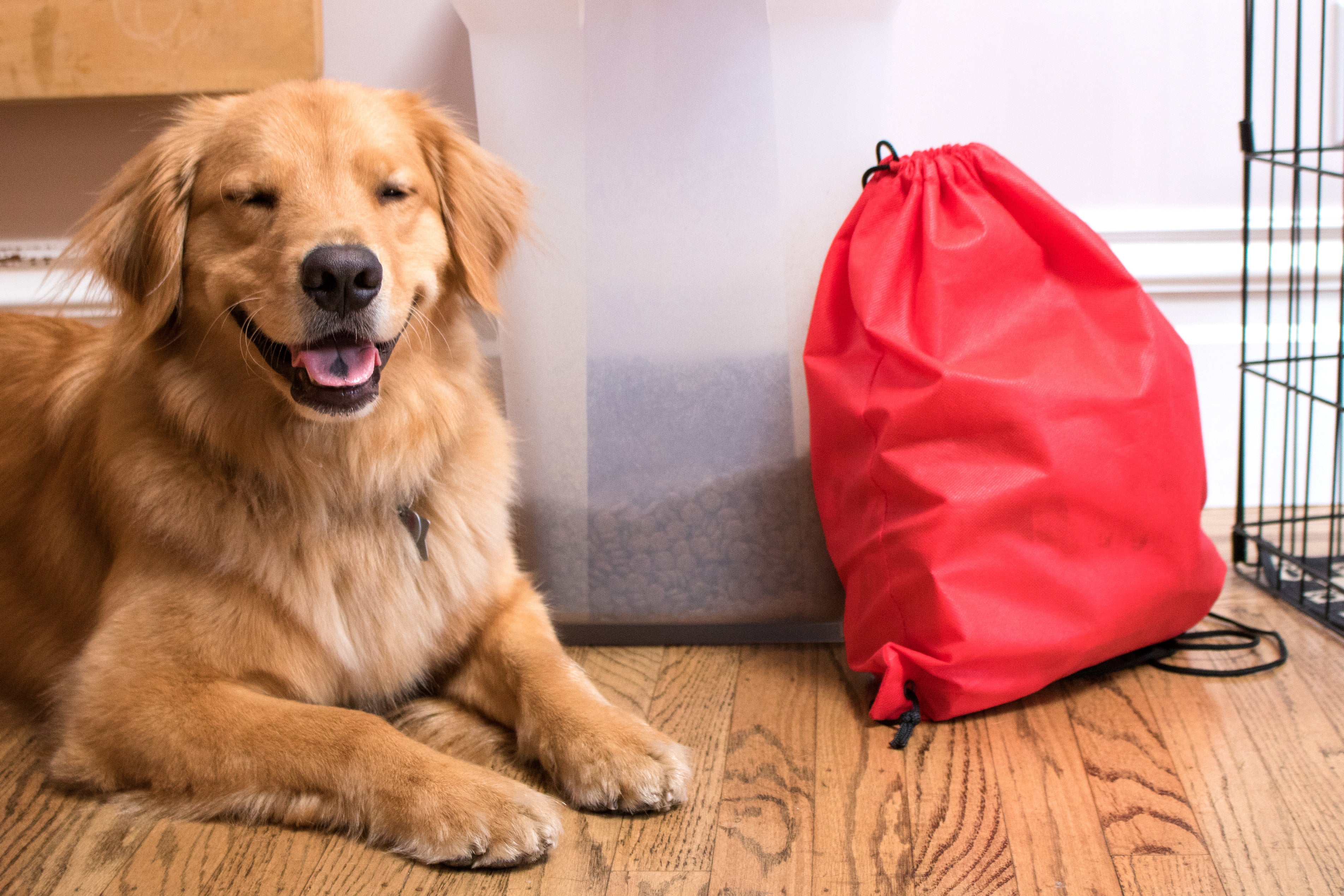 Starter Emergency Kit for Dogs