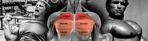 Most chest exercises develop the middle and lower chest