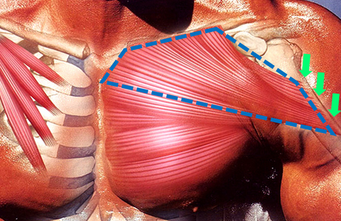 Why the upper chest so much harder to grow than the lower chest