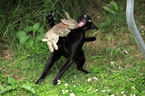 Bunny attacks cat