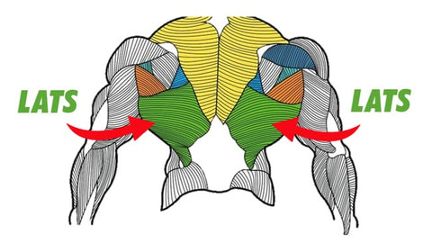 back muscle anatomy and the trick to targeting lats