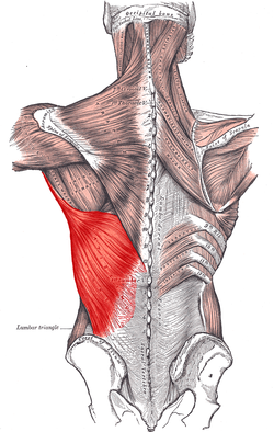 Want big wings train the lower lats