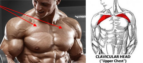 how to hit the upper pecs 