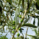 Olive Tree