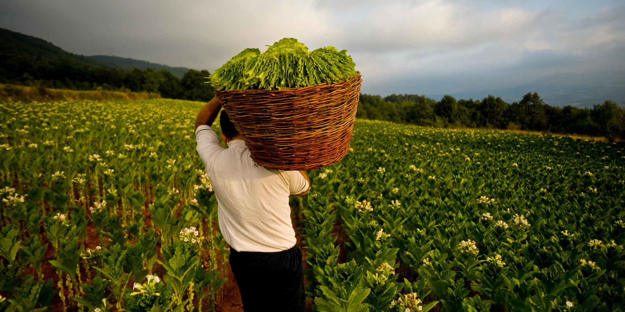 harvesting tobacco leaves