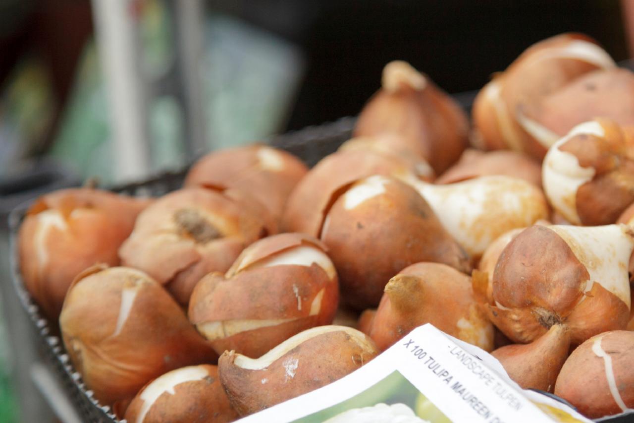 How to Store Tulip Bulbs? DutchGrown™