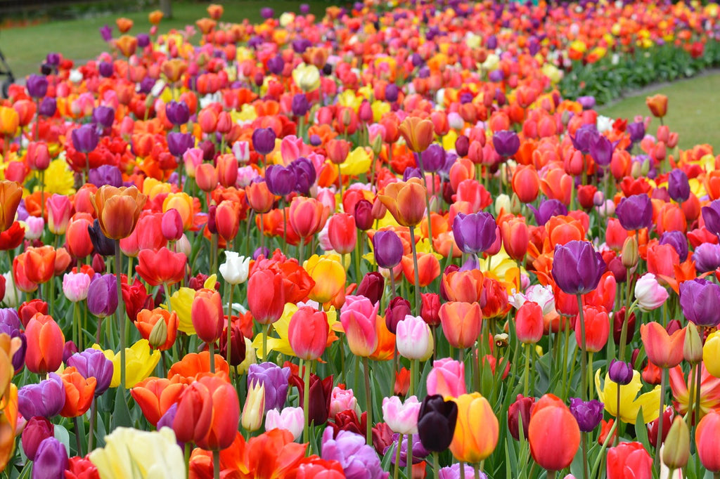 When to Plant Tulips and Daffodils? - DutchGrown