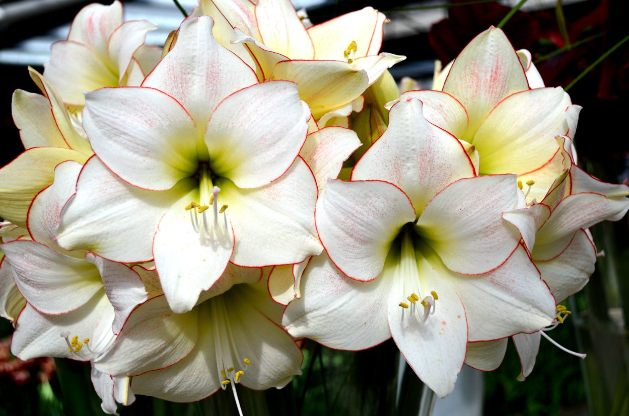 where can i find waxed amaryllis bulbs