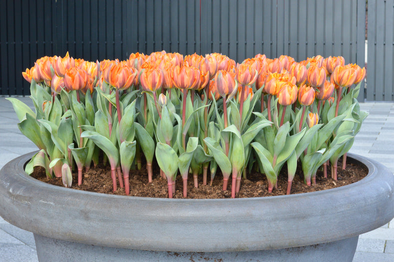 How to Plant Tulip Bulbs in Pots? DutchGrown™