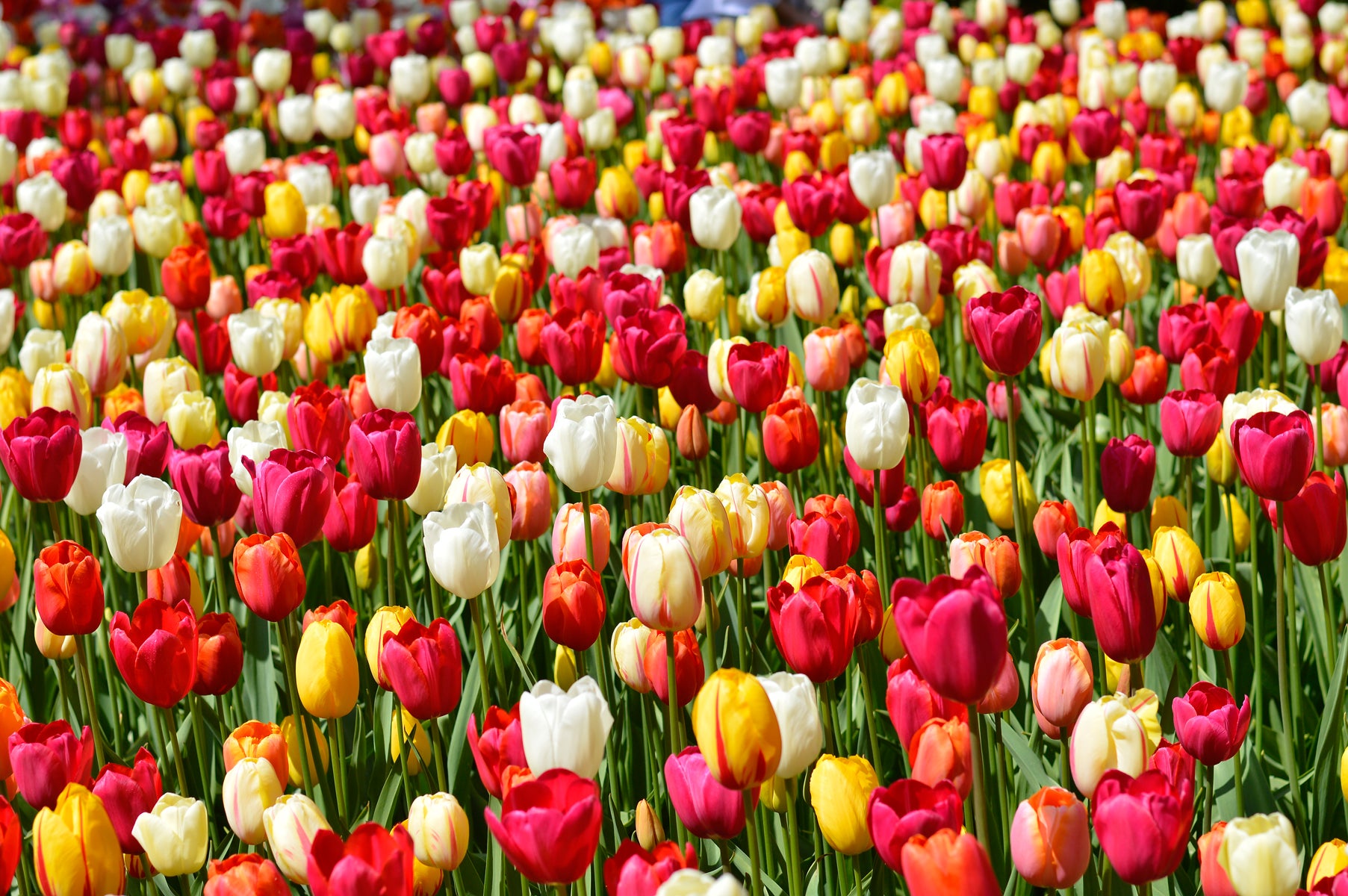 Tulip varieties. Learn about the many different varieties of tulips