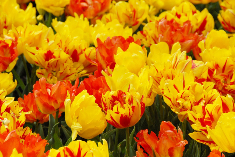 What to Do With Tulips After They Bloom? - DutchGrown™