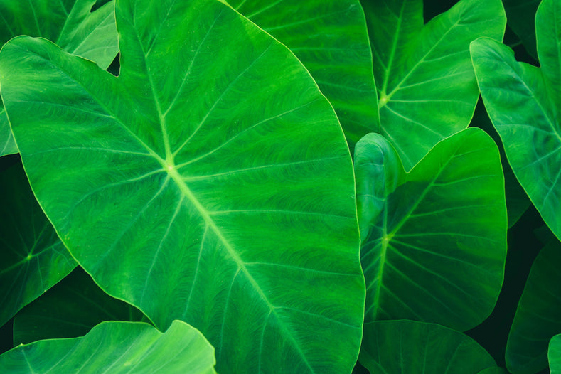 Growing Guide: How to Grow Elephant Ears | DutchGrown™