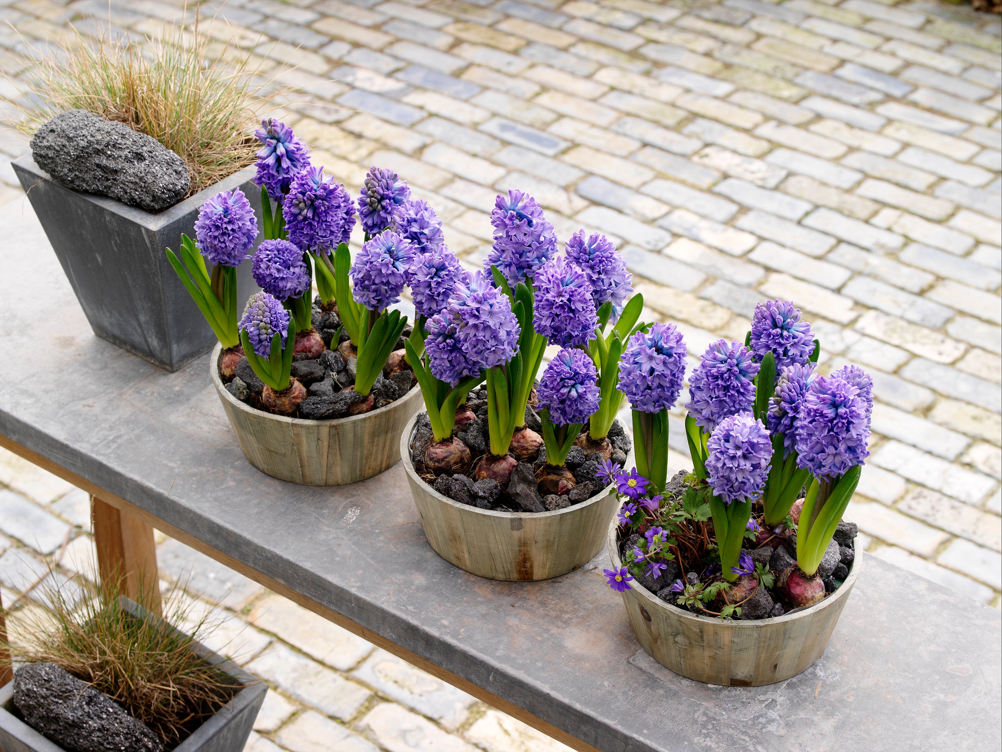 Hyacinth bulbs planted in pots