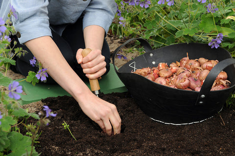planting gladiolus bulbs in garden