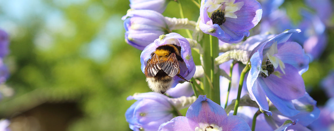 All About Delphiniums (Larkspur)